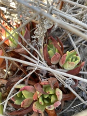 Dudleya
