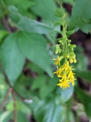 Solidago ulmifolia