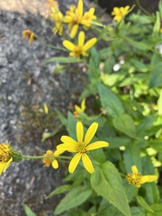 Arnica latifolia