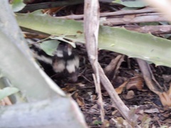 Spilogale angustifrons