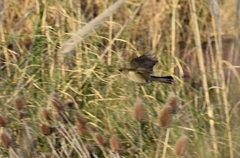 Turdus amaurochalinus