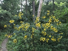 Helianthus divaricatus