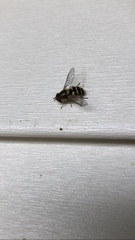 Syrphus opinator