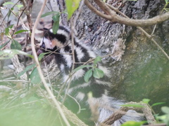 Spilogale angustifrons