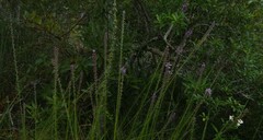 Liatris spicata