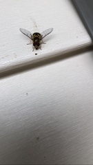 Syrphus opinator