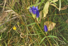 Gentiana pneumonanthe