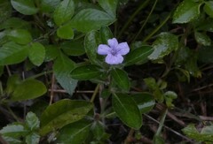 Ruellia caroliniensis