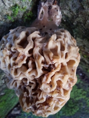Wynnea sparassoides