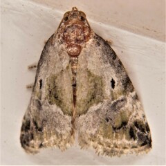 Maliattha synochitis