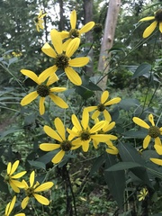 Helianthus divaricatus