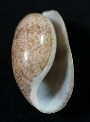 Bulla occidentalis