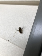 Syrphus opinator