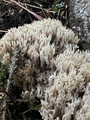 Clavulina coralloides