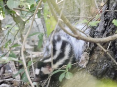 Spilogale angustifrons