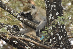 Chlorocebus pygerythrus hilgerti