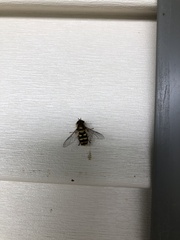 Syrphus opinator