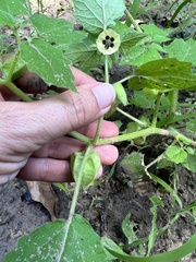 Physalis pubescens