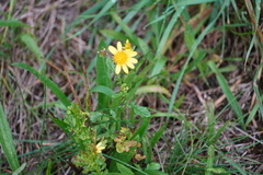 Senecioninae