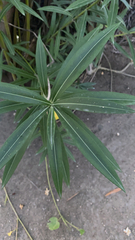 Nerium oleander