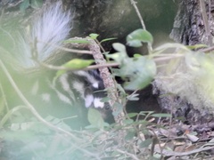 Spilogale angustifrons