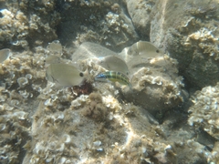 Thalassoma pavo