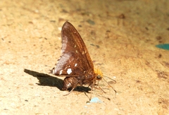 Epargyreus cruza