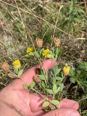 Trifolium aureum