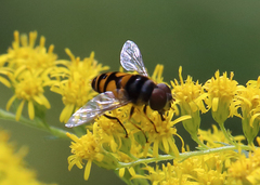 Eristalis transversa