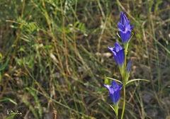 Gentiana pneumonanthe