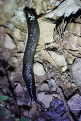 Limax