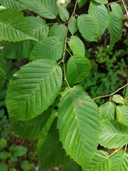 Carpinus caroliniana