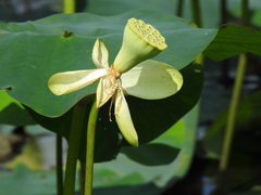 Nelumbo lutea