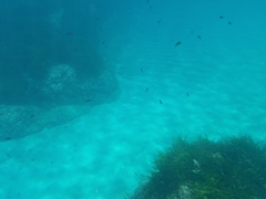 Thalassoma pavo