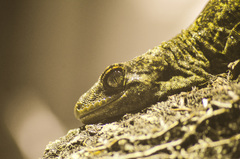 Hoplodactylus duvaucelii
