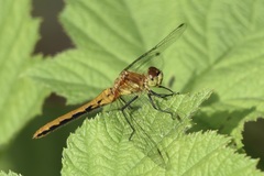 Sympetrum obtrusum