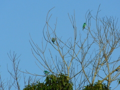 Dacnis cayana