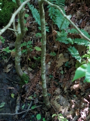 Carpinus caroliniana