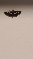 Desmia funeralis