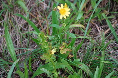 Senecioninae