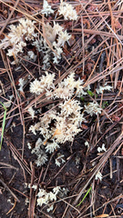 Clavulina coralloides