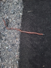 Lampropeltis pyromelana