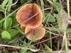 Lactarius camphoratus