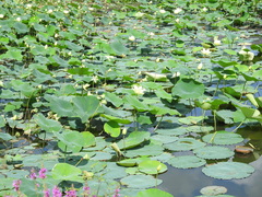 Nelumbo lutea