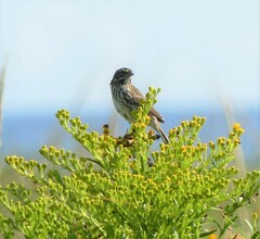 Passerculus sandwichensis