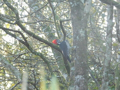 Dryocopus lineatus