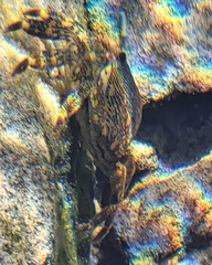 Pachygrapsus crassipes