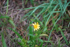 Senecioninae