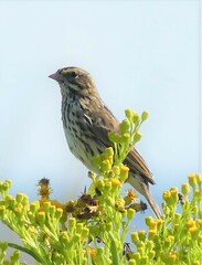 Passerculus sandwichensis