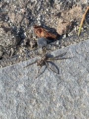 Lycosoidea